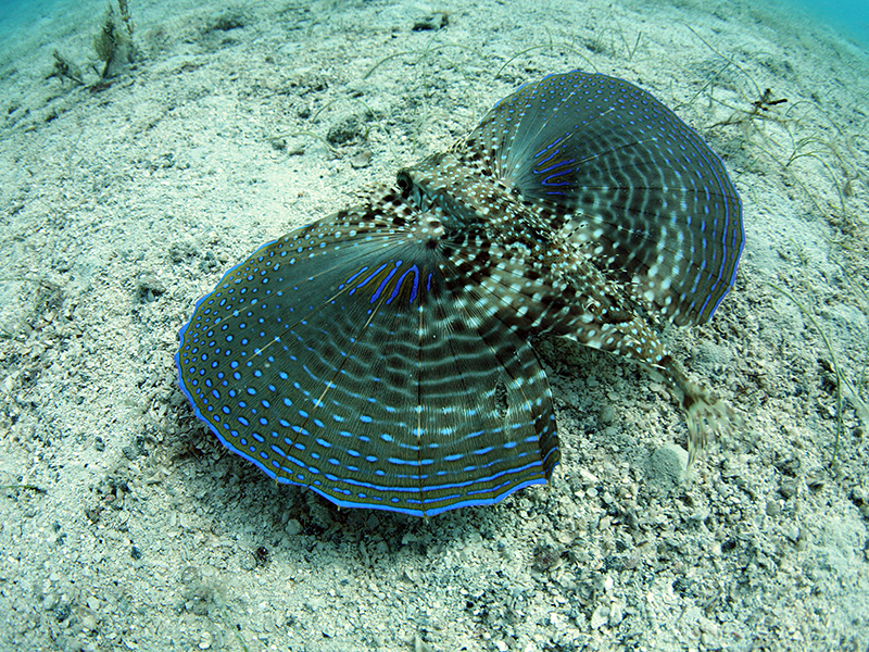 <em>Dactylopterus Volitans</em>, Flying Gurnard